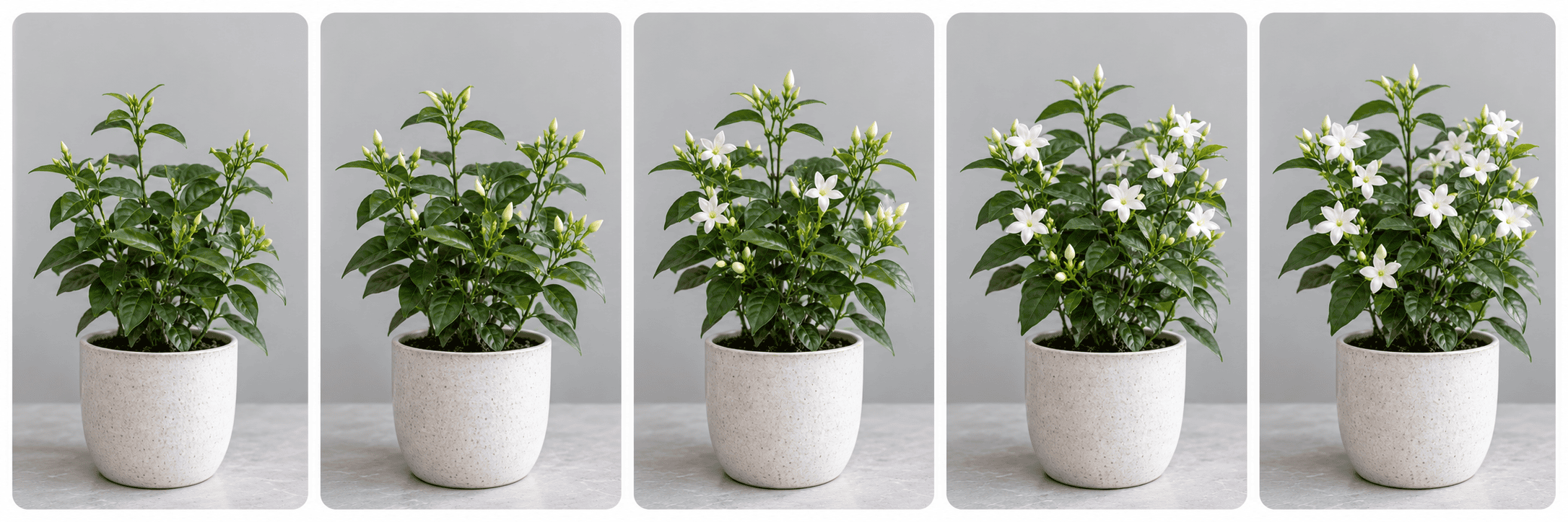 Evolution progressive d'une plante en cinq etapes